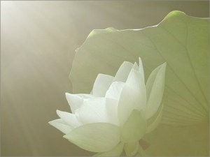 soft-white-lotus